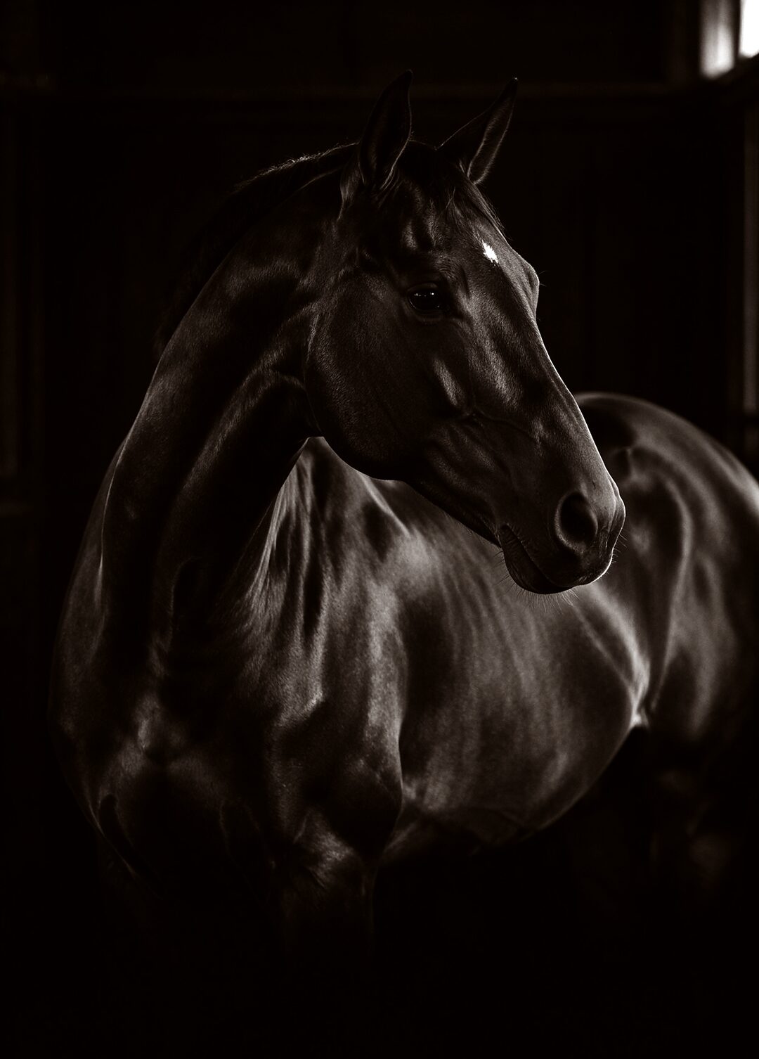 Portrait en noir et blanc d’un cheval de sport à la musculature marquée, encolure tournée, lumière d’écurie