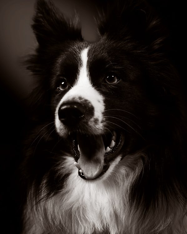 Portrait en noir et blanc d’un border collie attentif